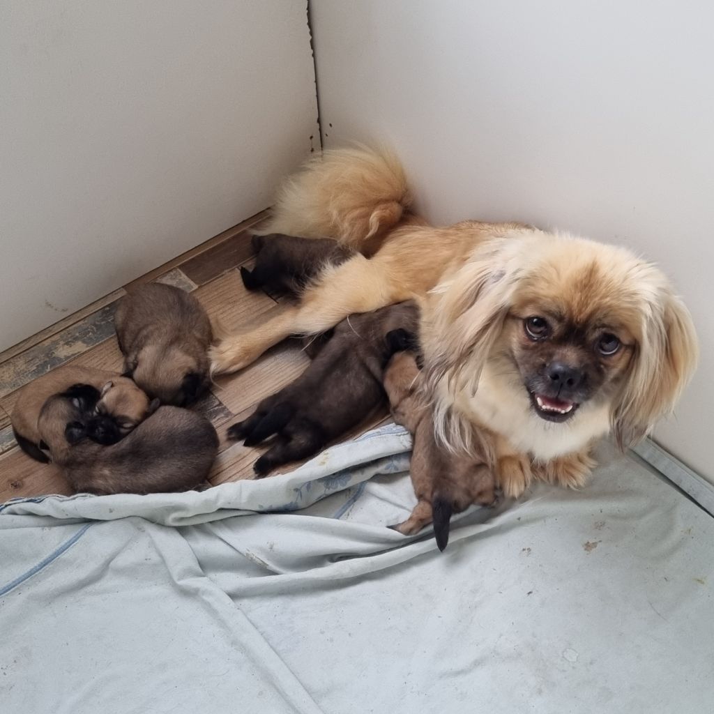 chiot Epagneul tibetain du Domaine Les Deux Hermines