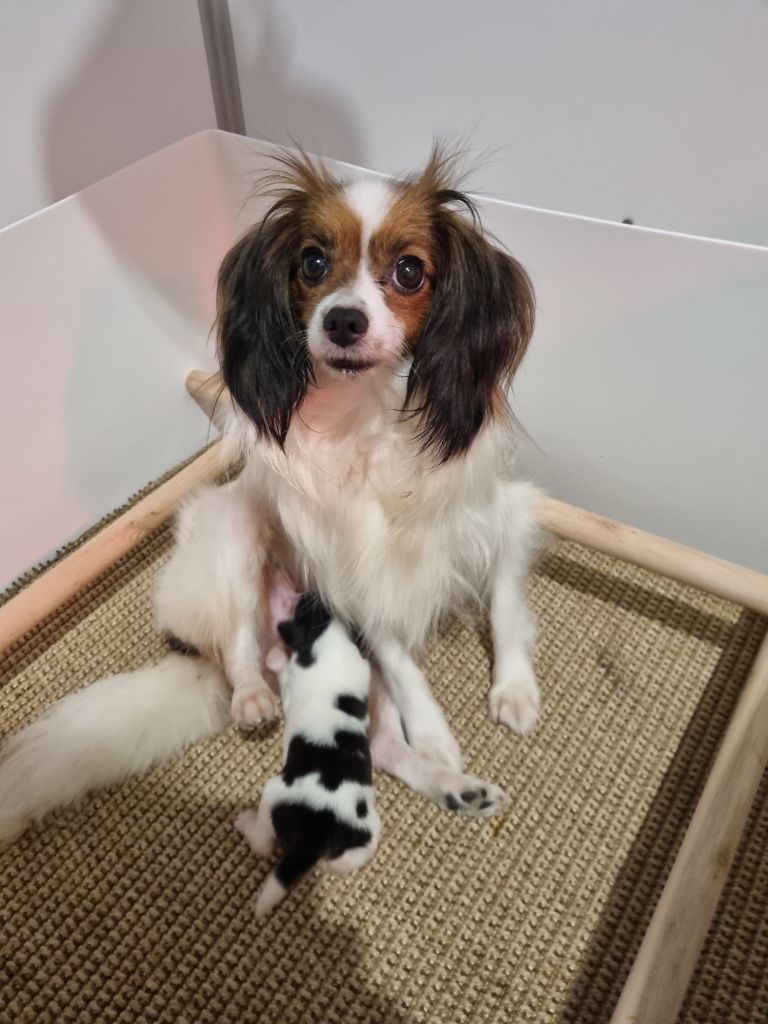 chiot Epagneul nain Continental (Phalène) du Domaine Les Deux Hermines