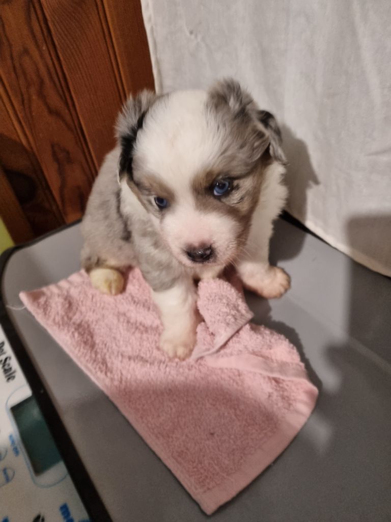 du Domaine Les Deux Hermines - Berger Américain Miniature  - Portée née le 09/09/2024