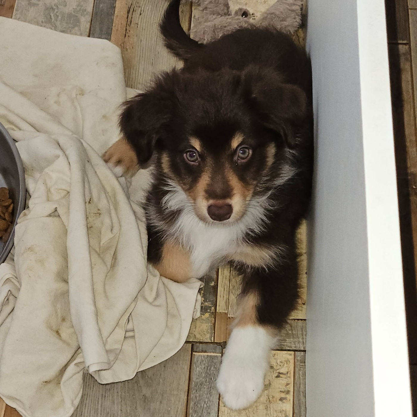 du Domaine Les Deux Hermines - Chiots disponibles - Berger Américain Miniature 