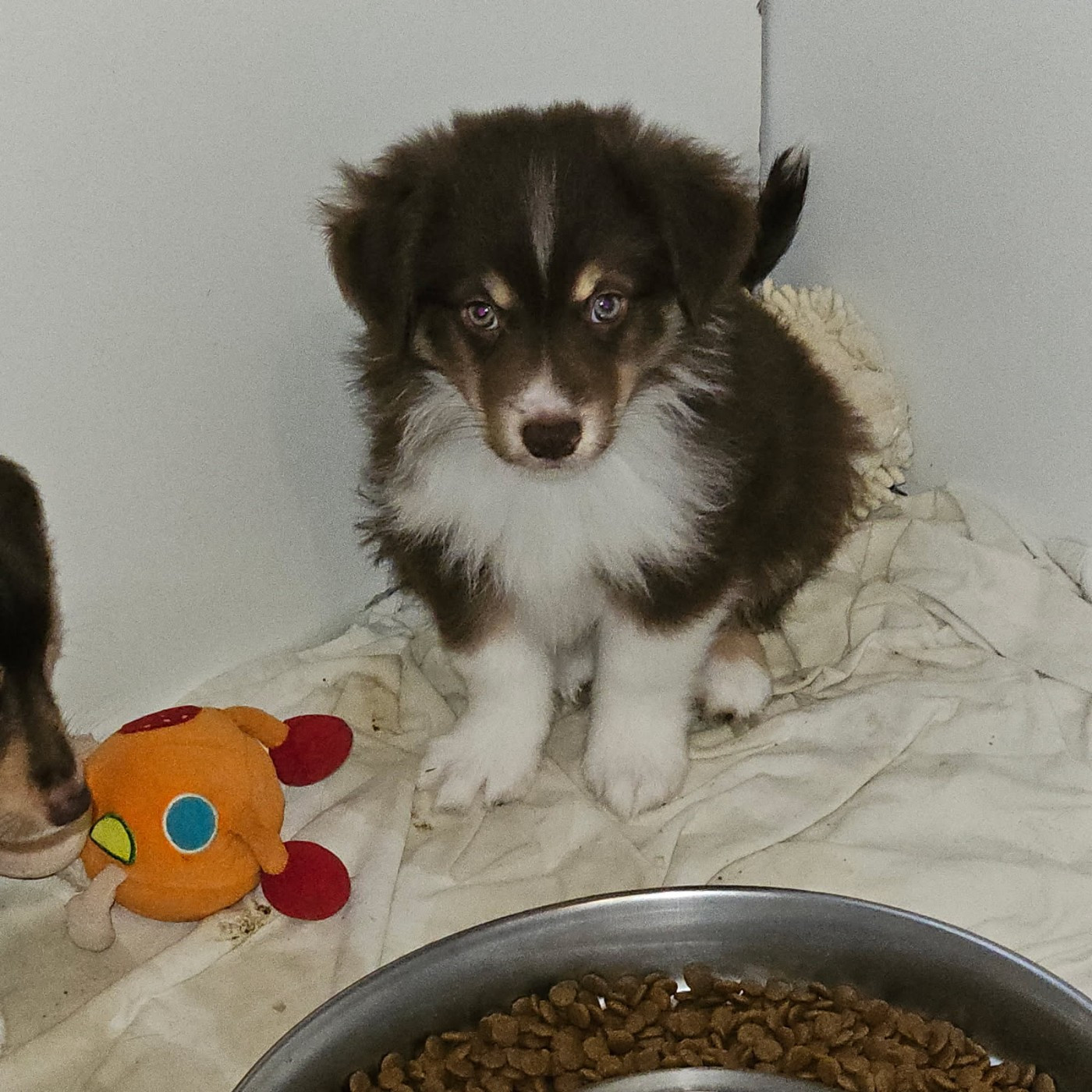 du Domaine Les Deux Hermines - Chiots disponibles - Berger Américain Miniature 