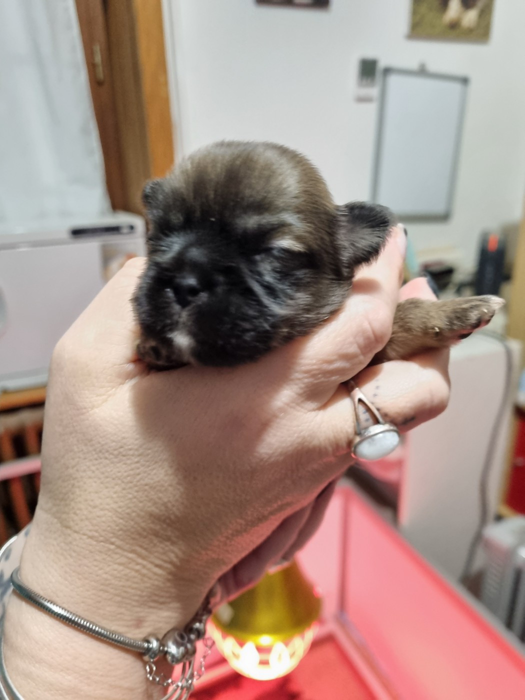 du Domaine Les Deux Hermines - Chiots disponibles - Epagneul tibetain