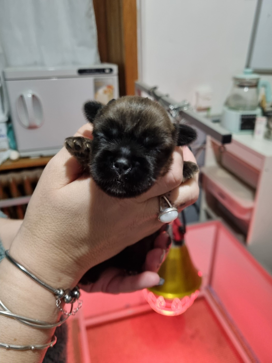 du Domaine Les Deux Hermines - Chiots disponibles - Epagneul tibetain