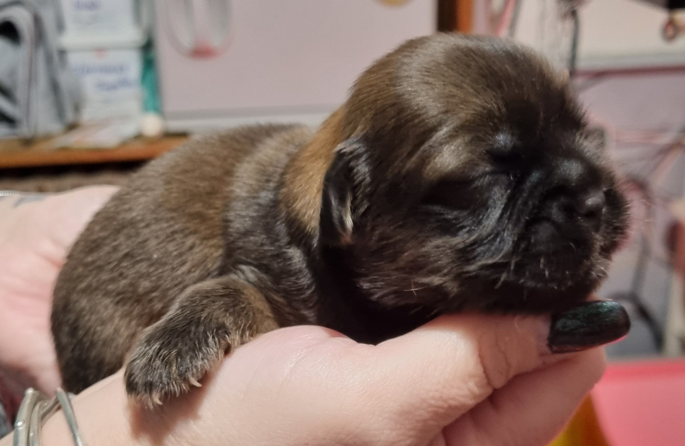 du Domaine Les Deux Hermines - Chiots disponibles - Epagneul tibetain