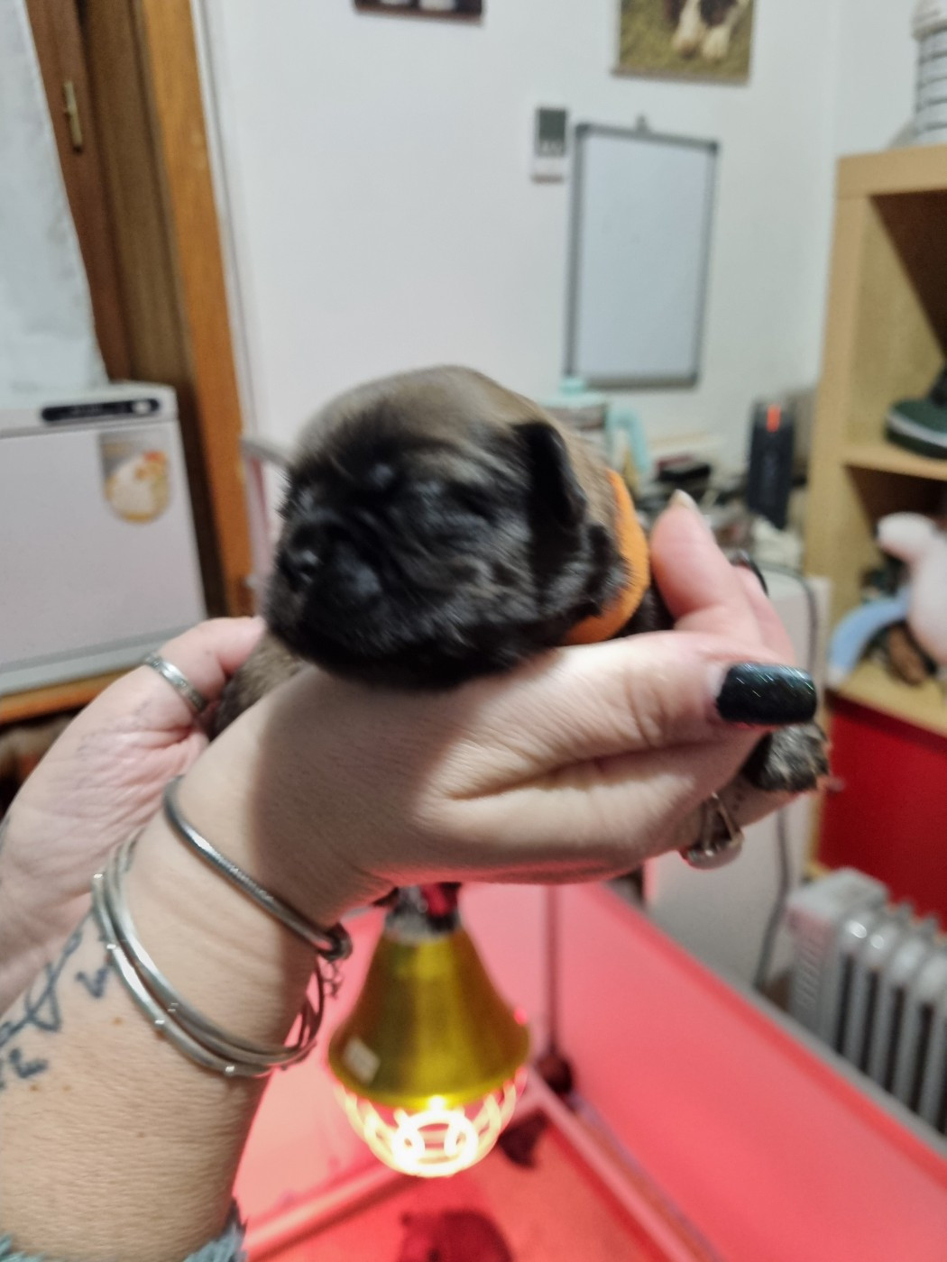 du Domaine Les Deux Hermines - Chiots disponibles - Epagneul tibetain