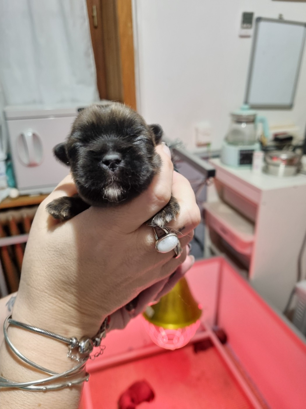 du Domaine Les Deux Hermines - Chiots disponibles - Epagneul tibetain