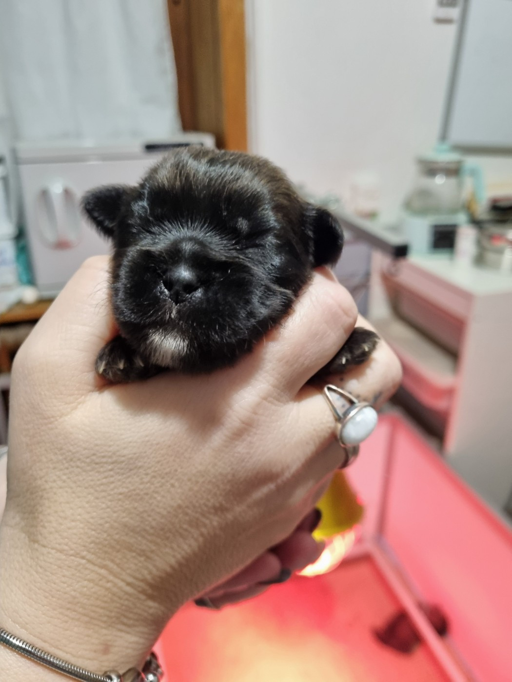 du Domaine Les Deux Hermines - Chiots disponibles - Epagneul tibetain