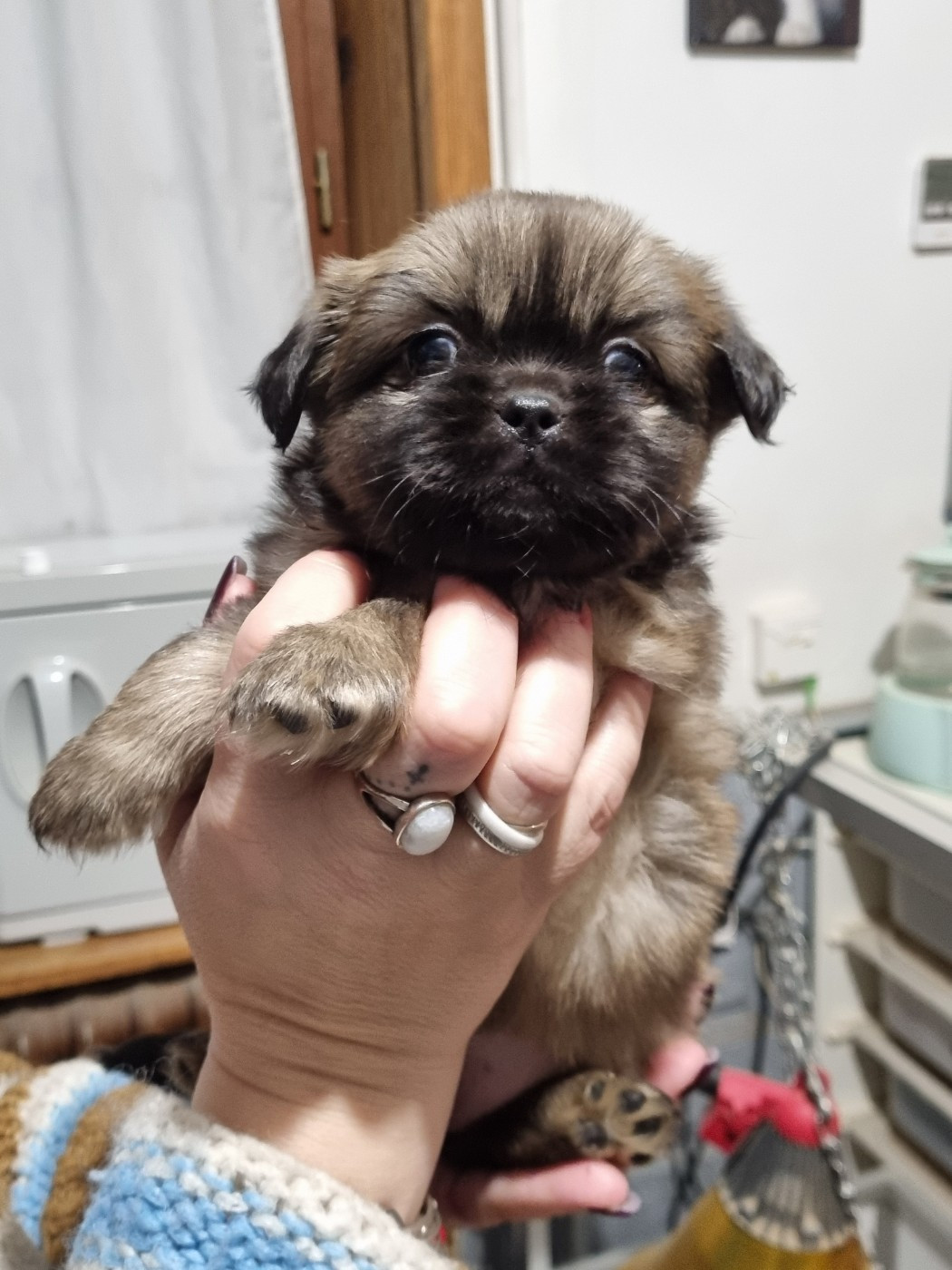 du Domaine Les Deux Hermines - Chiots disponibles - Epagneul tibetain