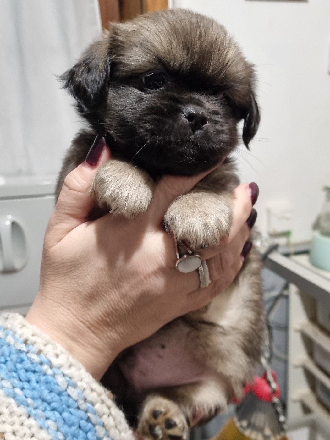 du Domaine Les Deux Hermines - Chiots disponibles - Epagneul tibetain