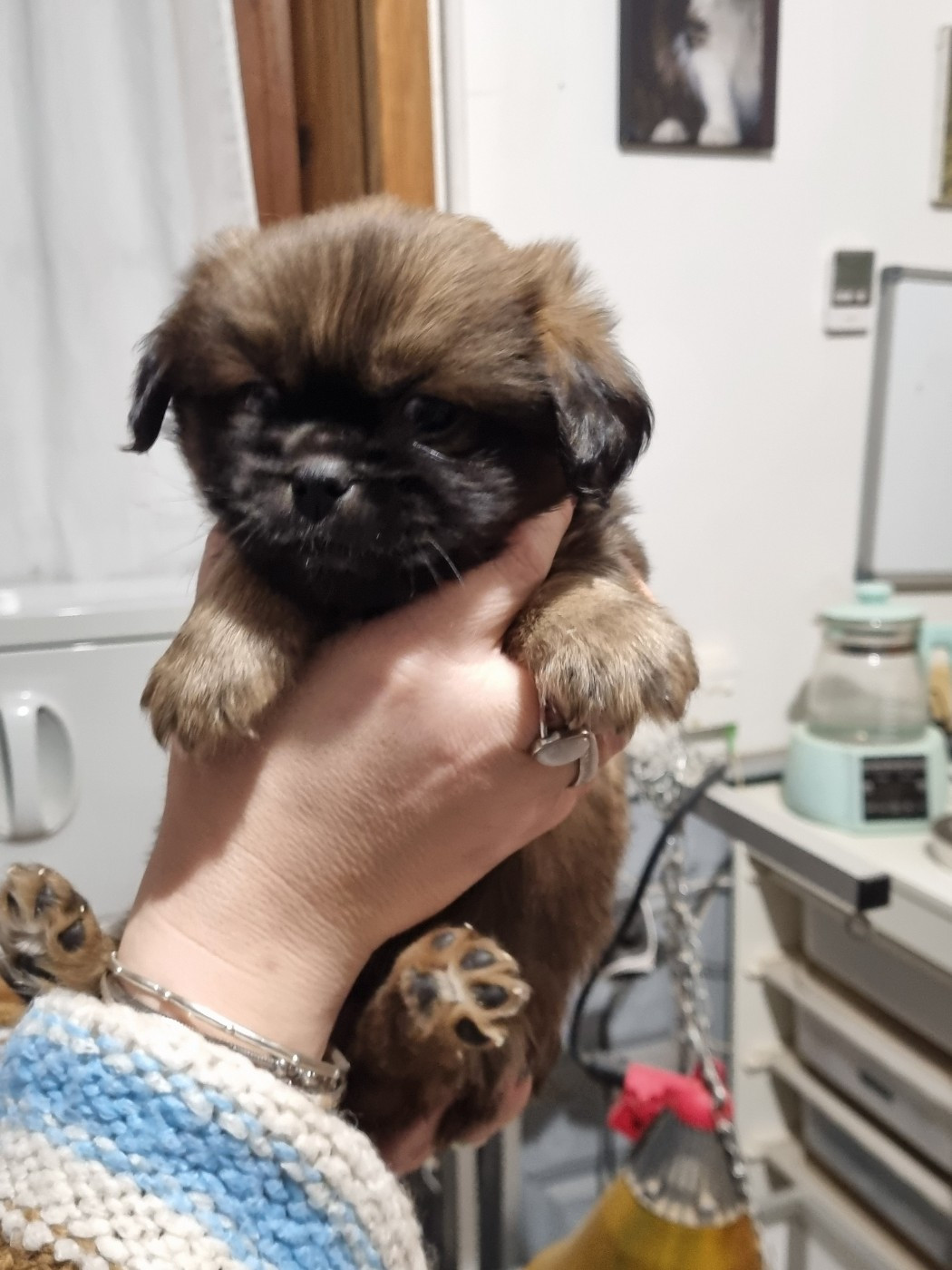 du Domaine Les Deux Hermines - Chiots disponibles - Epagneul tibetain