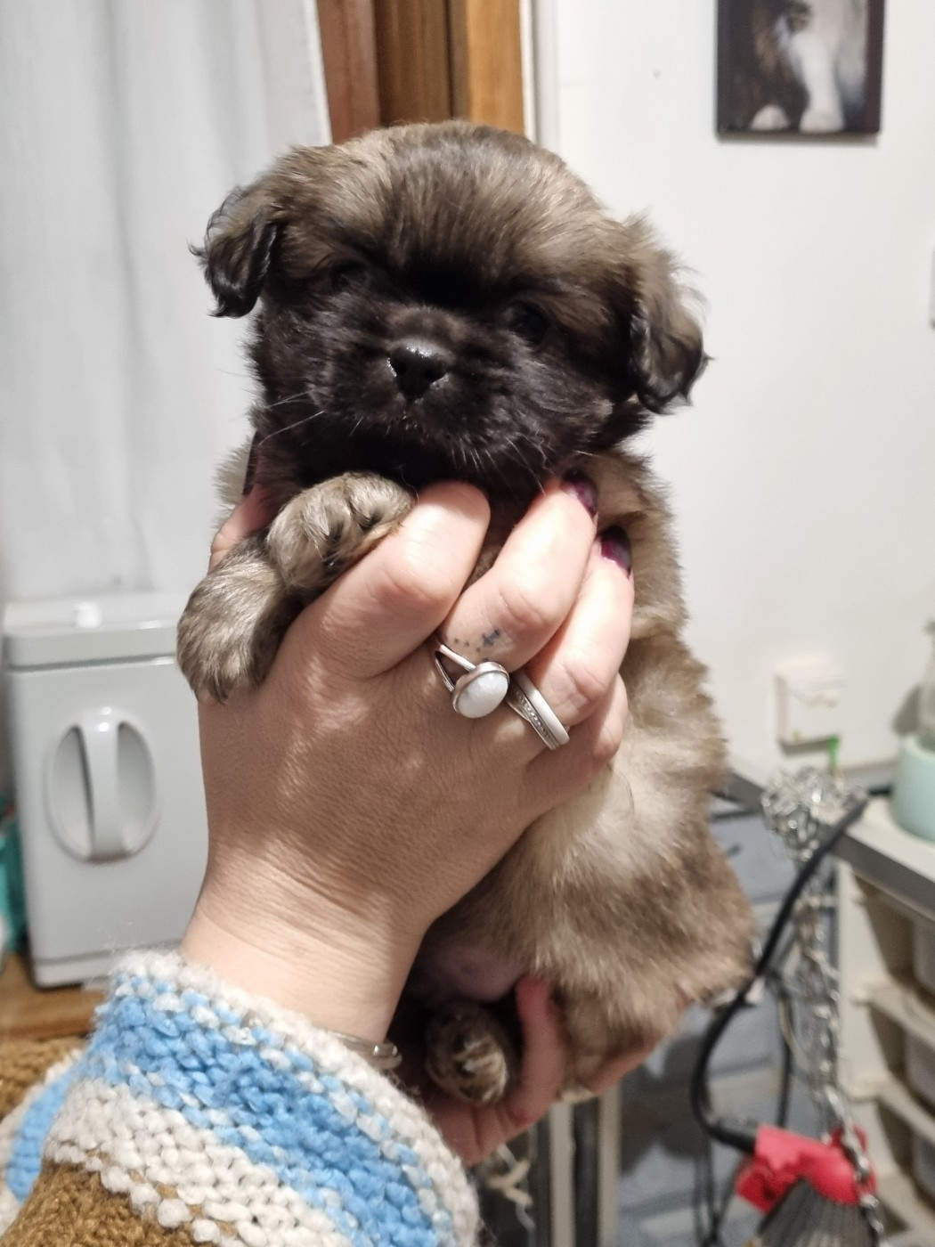 du Domaine Les Deux Hermines - Chiots disponibles - Epagneul tibetain