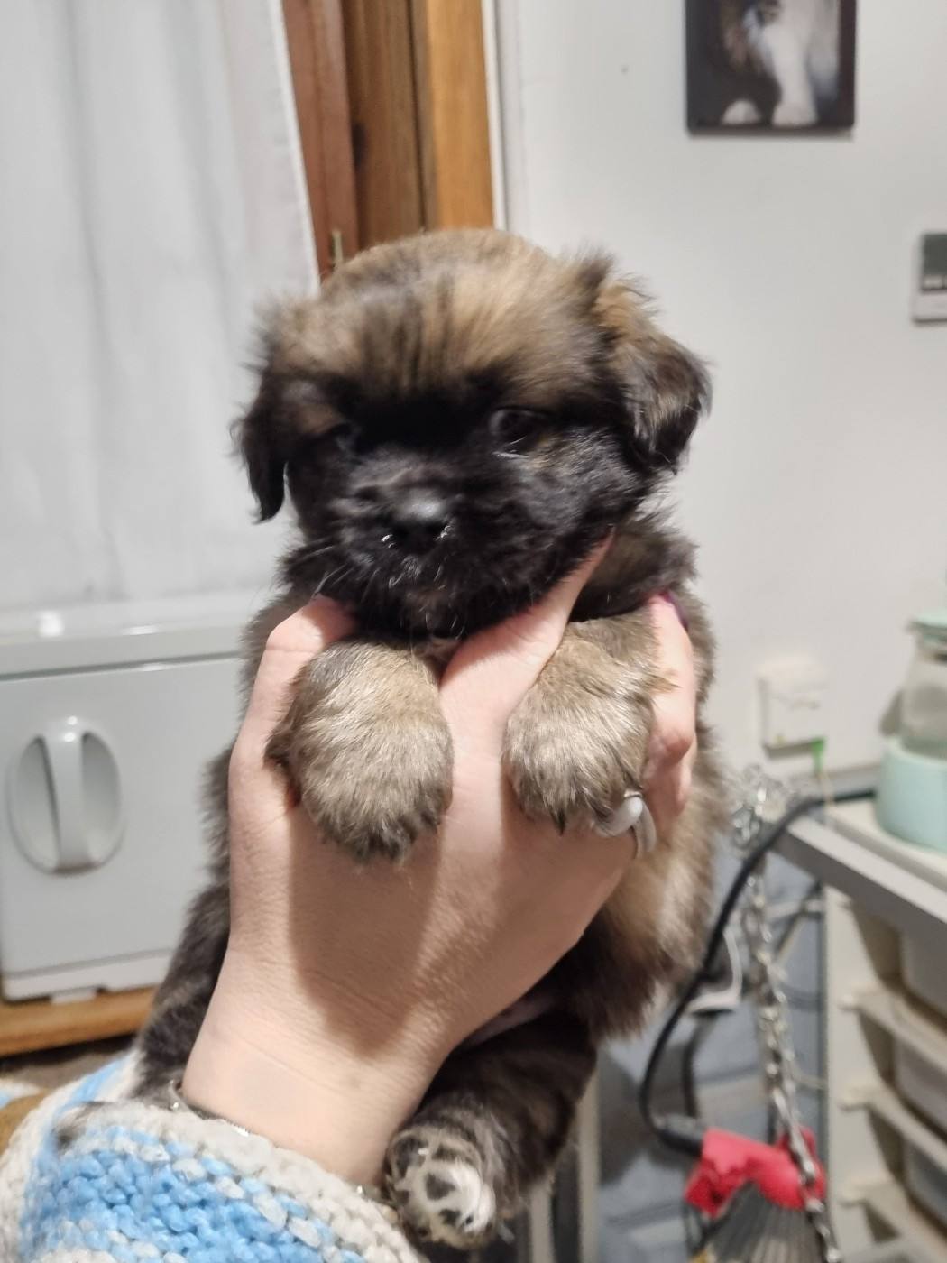 du Domaine Les Deux Hermines - Chiots disponibles - Epagneul tibetain