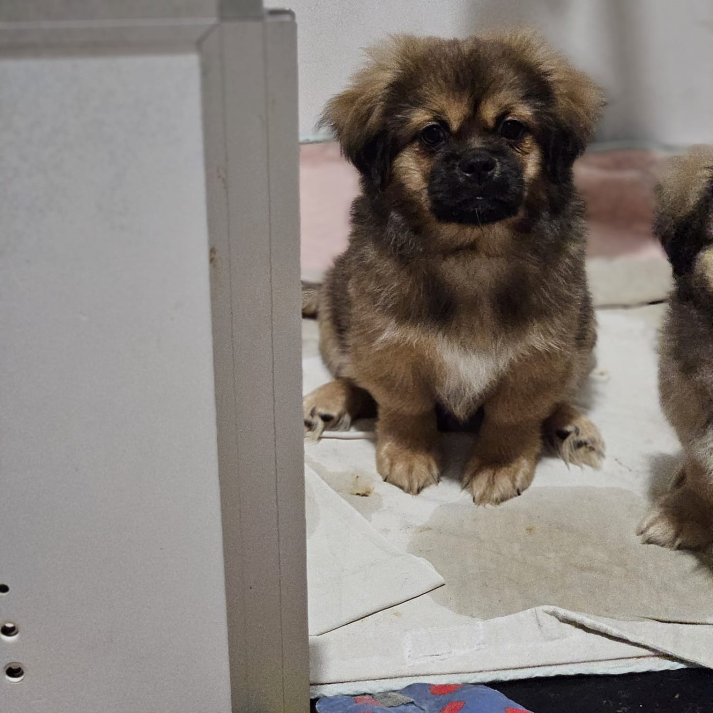 du Domaine Les Deux Hermines - Chiots disponibles - Epagneul tibetain