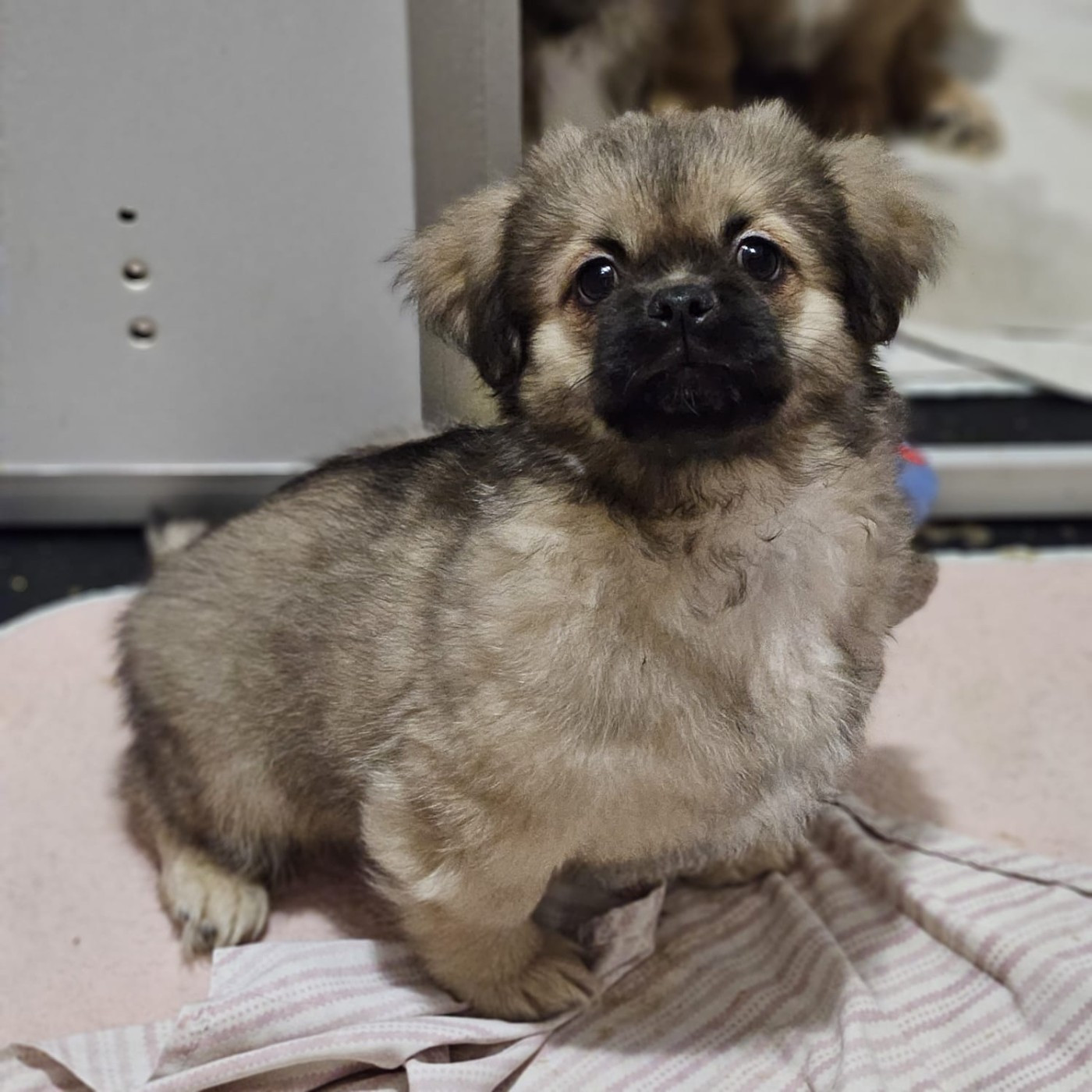 du Domaine Les Deux Hermines - Chiots disponibles - Epagneul tibetain