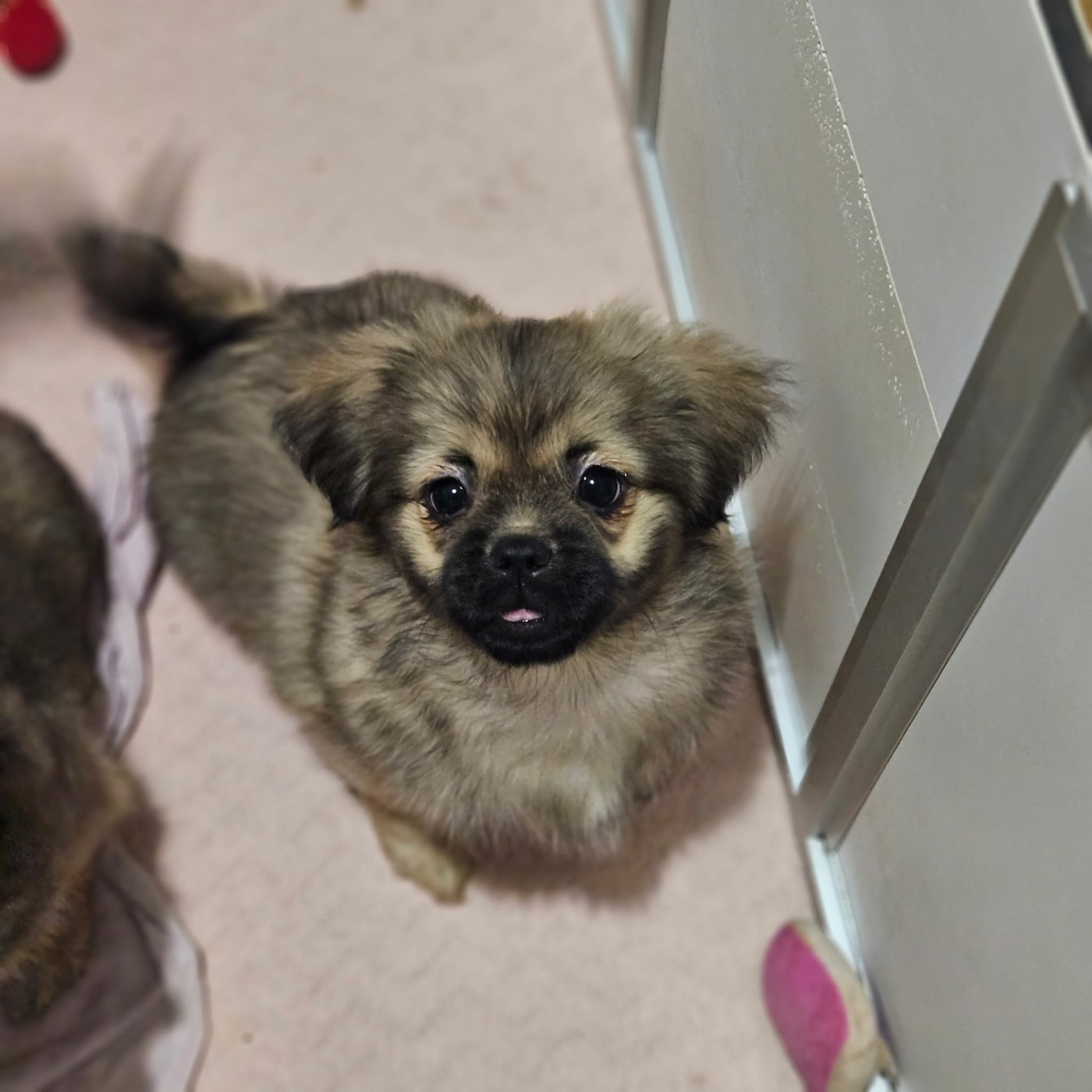 du Domaine Les Deux Hermines - Chiots disponibles - Epagneul tibetain