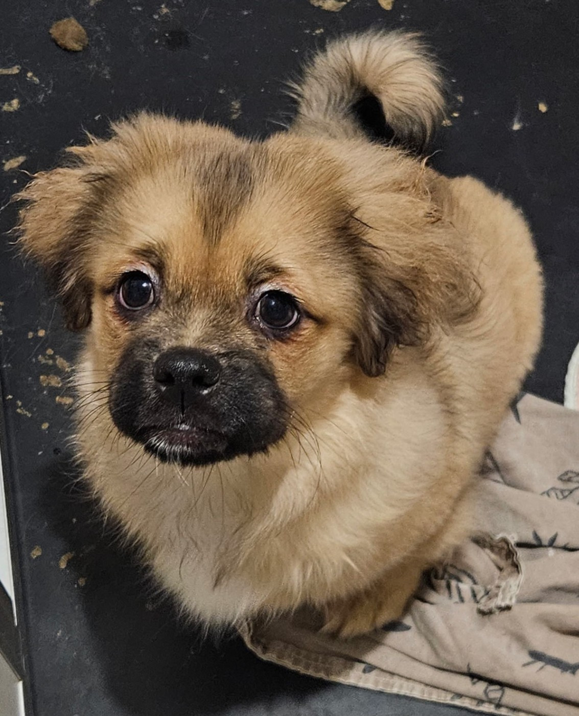 du Domaine Les Deux Hermines - Chiots disponibles - Epagneul tibetain