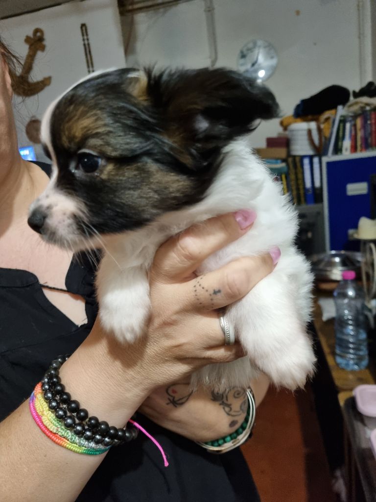 du Domaine Les Deux Hermines - Chiots disponibles - Epagneul nain Continental (Papillon)