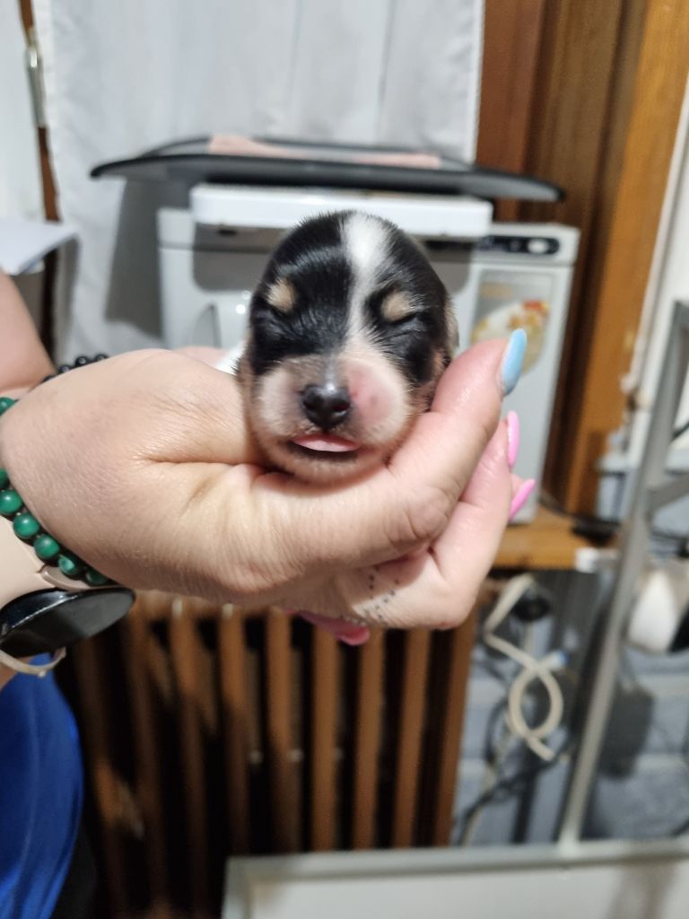 du Domaine Les Deux Hermines - Chiots disponibles - Epagneul nain Continental (Papillon)