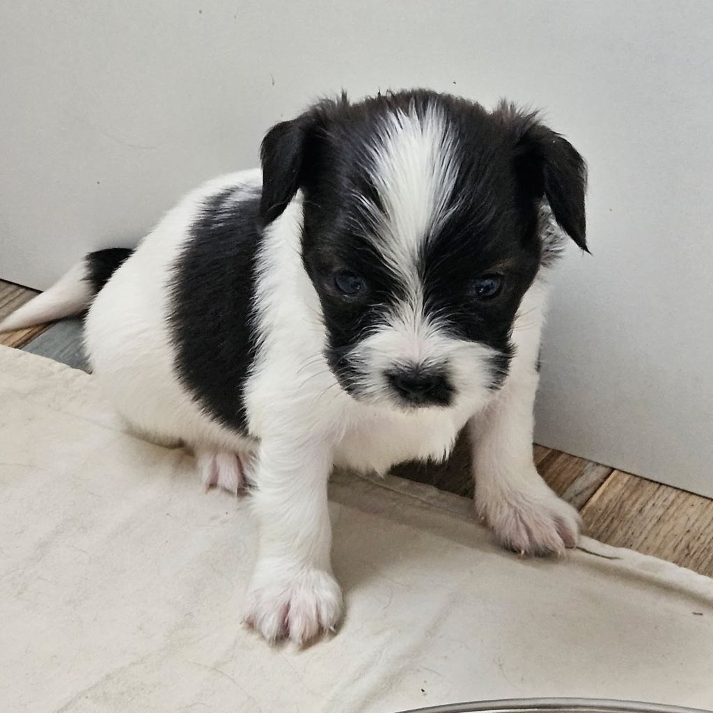 du Domaine Les Deux Hermines - Chiots disponibles - Epagneul nain Continental (Papillon)