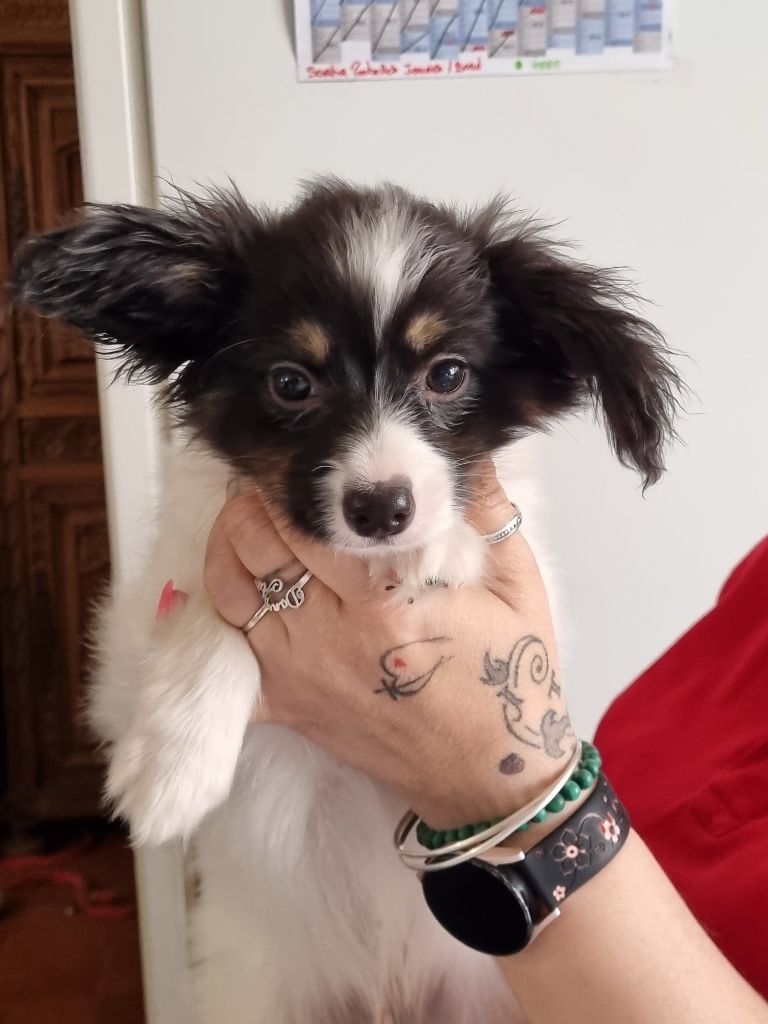 du Domaine Les Deux Hermines - Chiots disponibles - Epagneul nain Continental (Papillon)