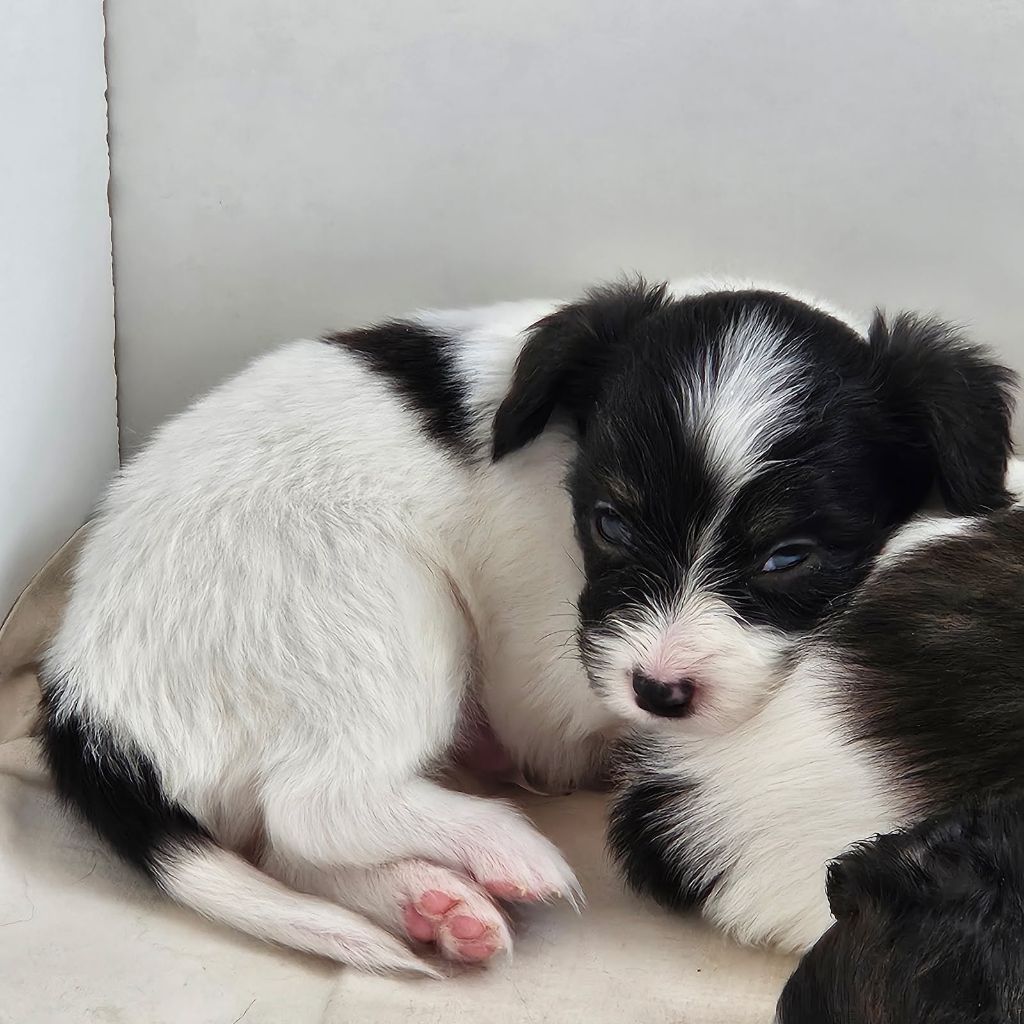 du Domaine Les Deux Hermines - Chiots disponibles - Epagneul nain Continental (Papillon)