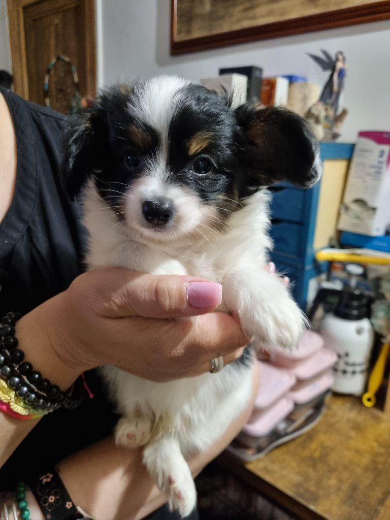 du Domaine Les Deux Hermines - Chiots disponibles - Epagneul nain Continental (Papillon)