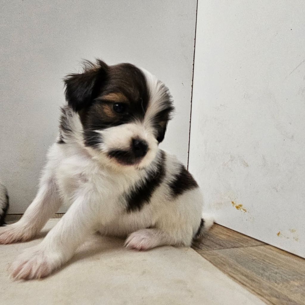 du Domaine Les Deux Hermines - Chiots disponibles - Epagneul nain Continental (Papillon)