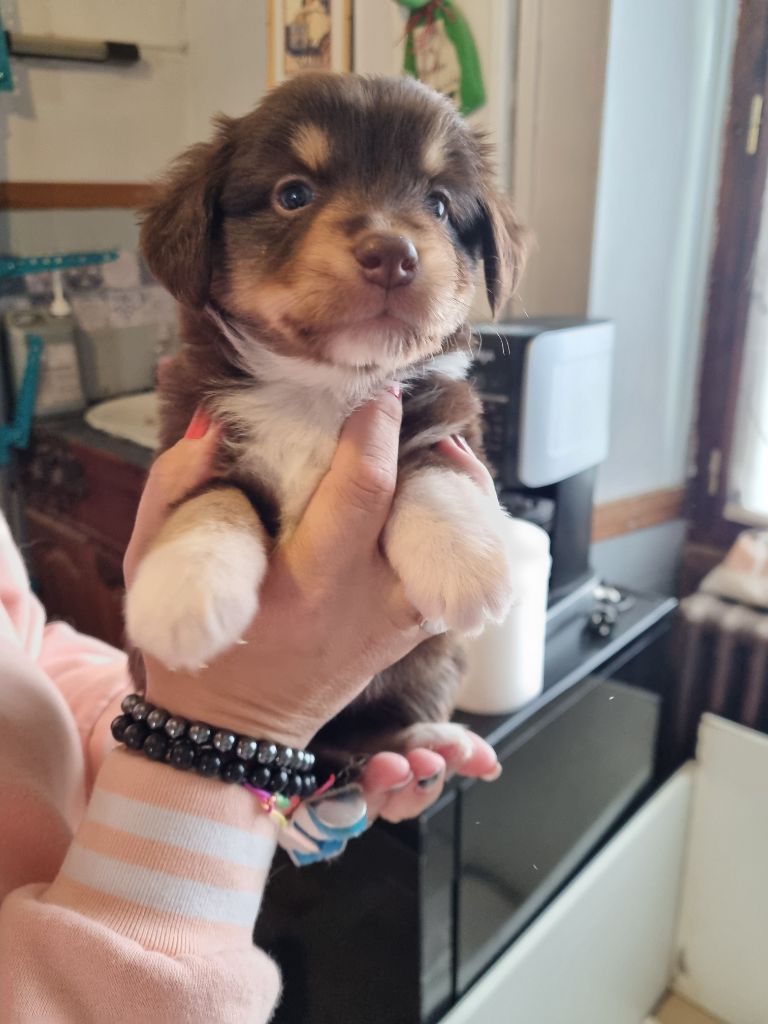 du Domaine Les Deux Hermines - Chiots disponibles - Berger Américain Miniature 