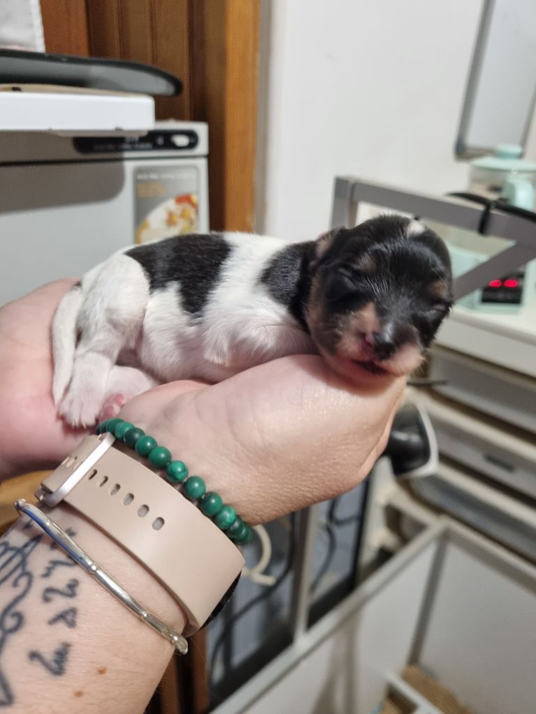 du Domaine Les Deux Hermines - Chiots disponibles - Epagneul nain Continental (Papillon)