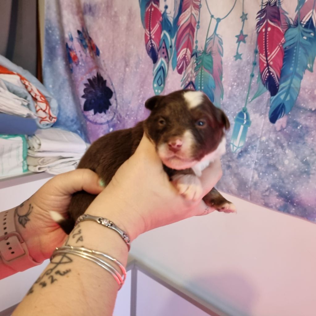 du Domaine Les Deux Hermines - Berger Américain Miniature  - Portée née le 02/11/2021