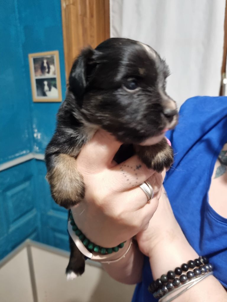 du Domaine Les Deux Hermines - Chiots disponibles - Berger Américain Miniature 