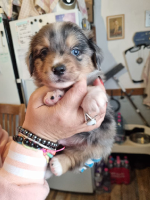CHIOT 1