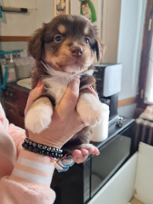 CHIOT 2