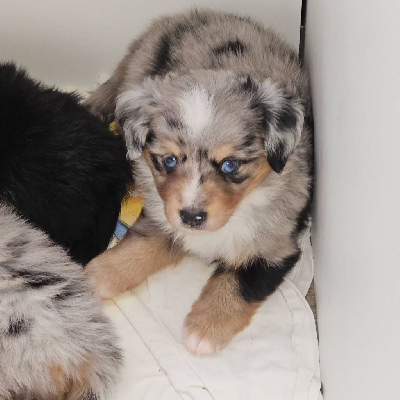 CHIOT 4