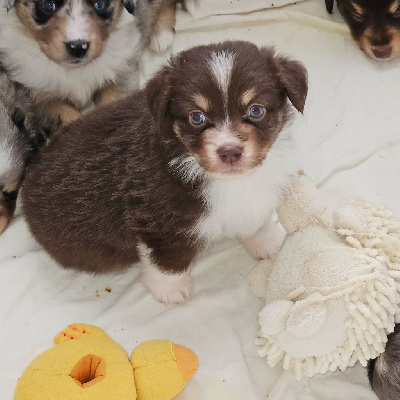 CHIOT 3