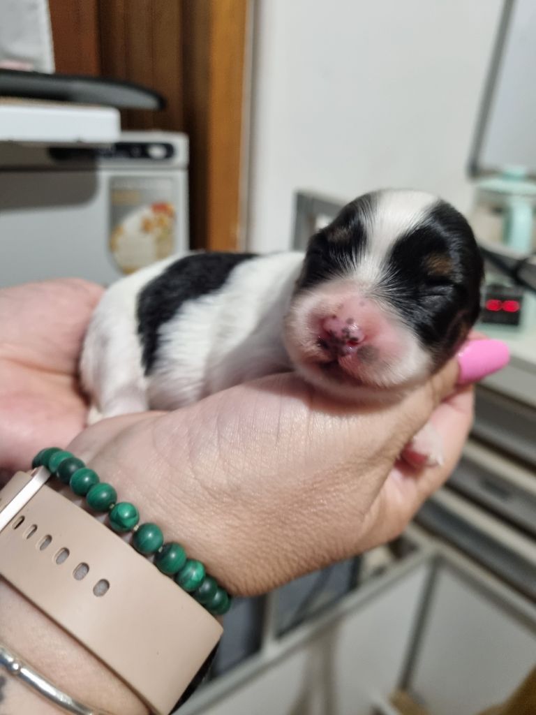 du Domaine Les Deux Hermines - Chiots disponibles - Epagneul nain Continental (Papillon)