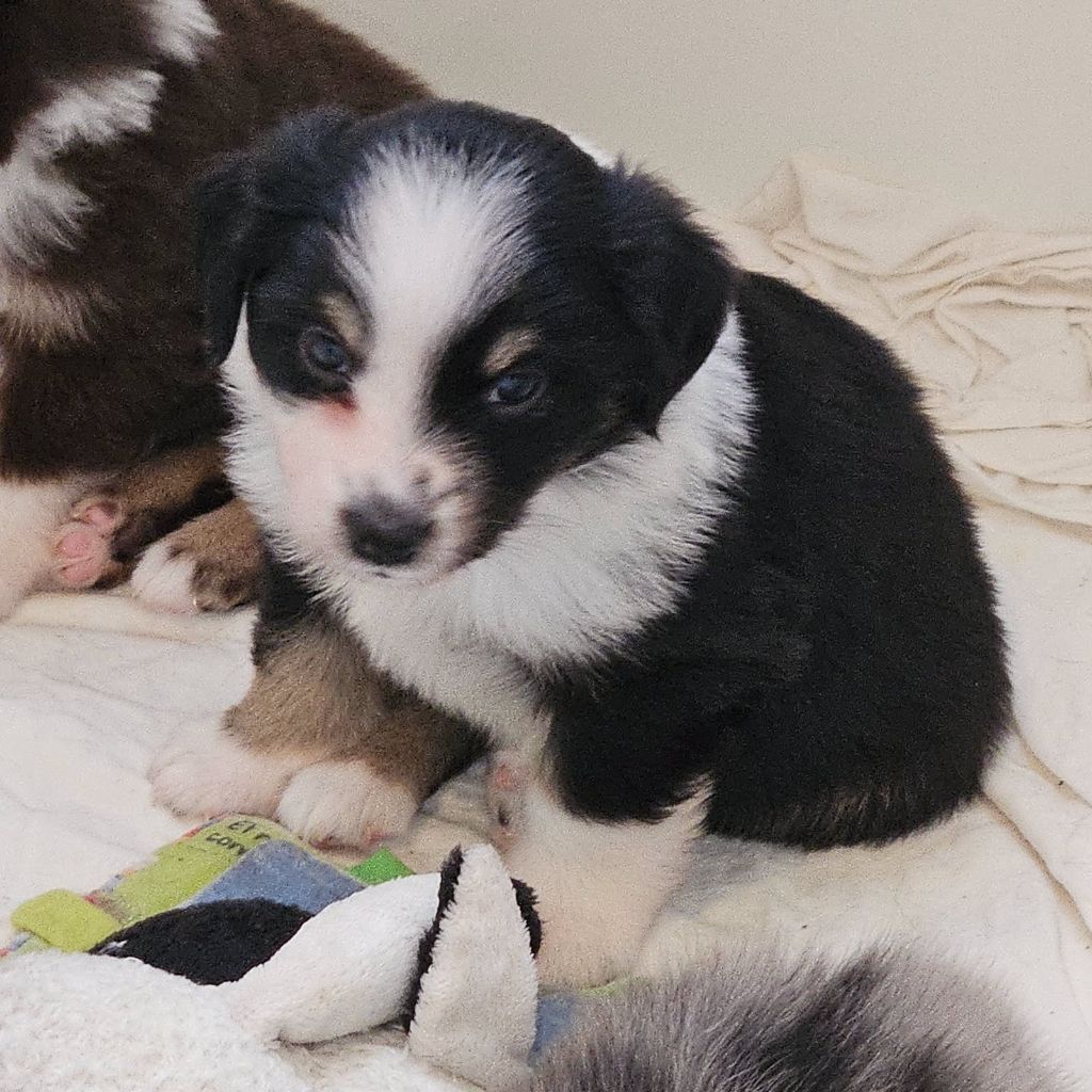 du Domaine Les Deux Hermines - Chiots disponibles - Berger Américain Miniature 