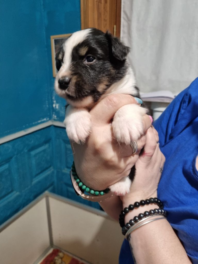 du Domaine Les Deux Hermines - Chiots disponibles - Berger Américain Miniature 