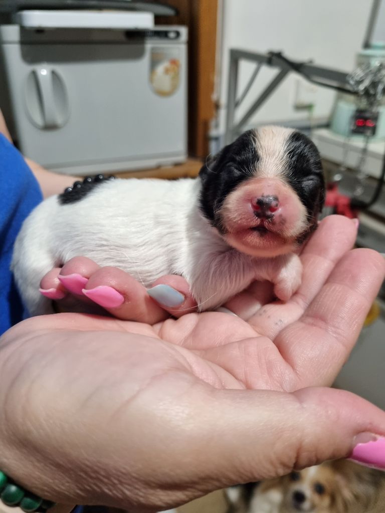 du Domaine Les Deux Hermines - Chiots disponibles - Epagneul nain Continental (Papillon)