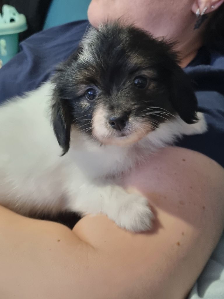 du Domaine Les Deux Hermines - Chiots disponibles - Epagneul nain Continental (Phalène)