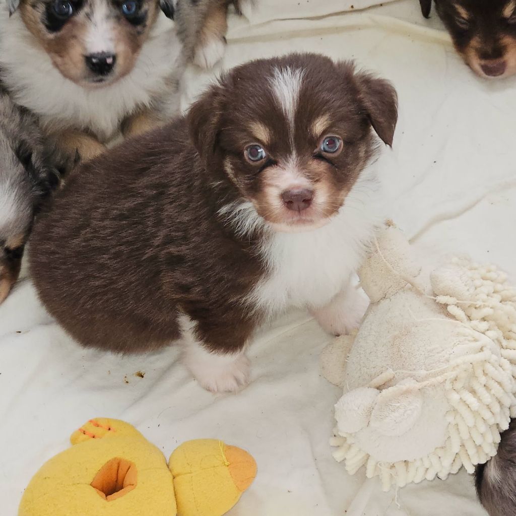 du Domaine Les Deux Hermines - Chiots disponibles - Berger Américain Miniature 